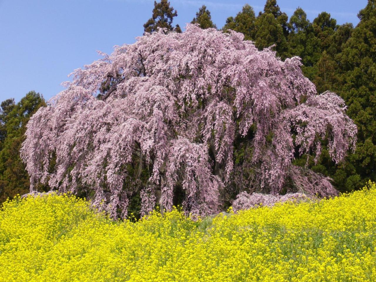 Azumakan Nihonmatsu Exteriér fotografie
